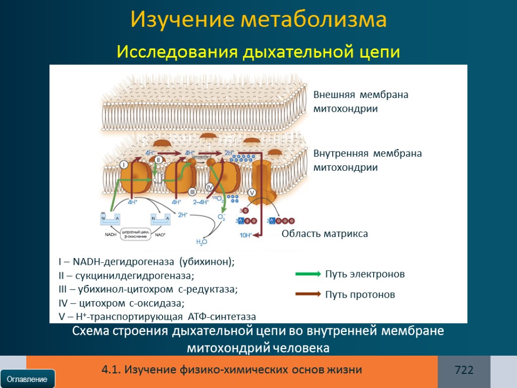 Схема дыхательной цепи митохондрий